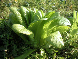 image-20120521141216.png